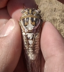 Megatibicen dealbatus