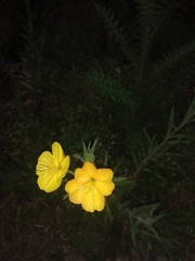 Oenothera affinis
