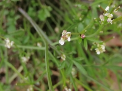 Cardamine parviflora
