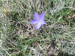 Wahlenbergia gracilis