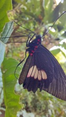 Parides