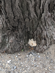 Pseudoinonotus dryadeus