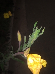 Oenothera affinis