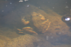 Rana boylii