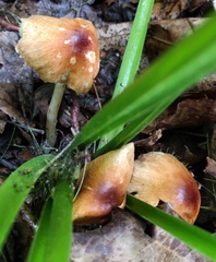 Marasmius strictipes