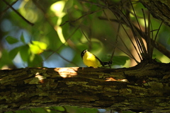 Todirostrum cinereum