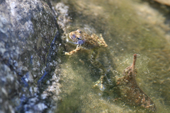 Rana boylii