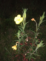 Oenothera affinis