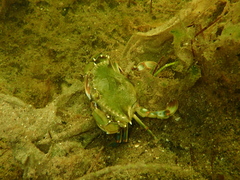 Callinectes ornatus