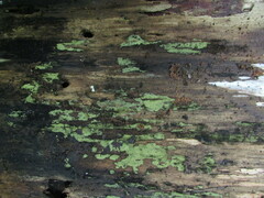 Acanthohelicospora aurea