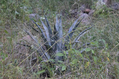 Agave palmeri