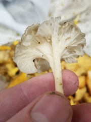 Craterellus