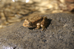Rana boylii