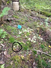 Craterellus