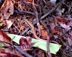 Sphenomorphus maculatus