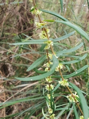 Pimelea axiflora axiflora
