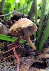Marasmius strictipes