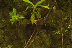 Cantorchilus semibadius