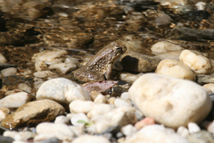 Rana boylii