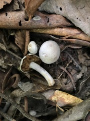 Cortinarius caeruleoanomalus