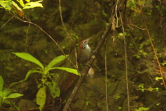 Cantorchilus semibadius