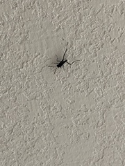 Evania appendigaster