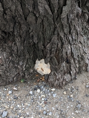 Pseudoinonotus dryadeus
