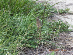 Setophaga palmarum palmarum