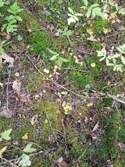 Craterellus