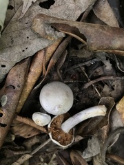 Cortinarius caeruleoanomalus
