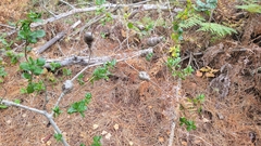 Callirhytis quercussuttoni