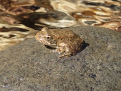 Rana boylii