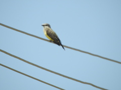Tyrannus melancholicus