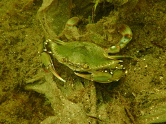 Callinectes ornatus