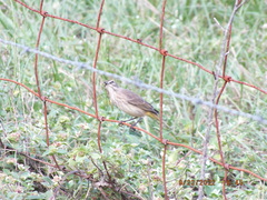 Setophaga palmarum palmarum