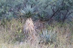 Yucca schottii
