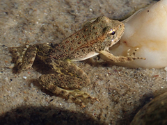 Rana boylii