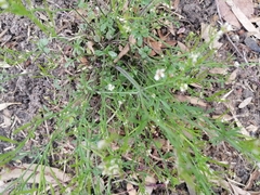 Cardamine parviflora