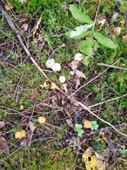 Craterellus