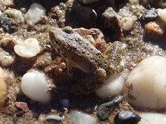 Rana boylii