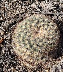Pediocactus simpsonii