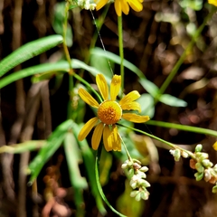 Acmella oppositifolia