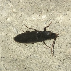 Hemicrepidius nemnonius