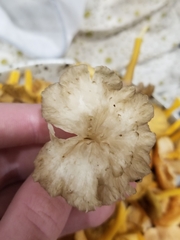 Craterellus