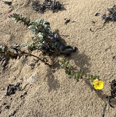 Camissoniopsis cheiranthifolia