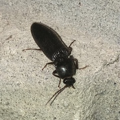 Hemicrepidius nemnonius