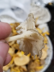 Craterellus