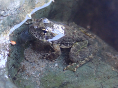 Rana boylii