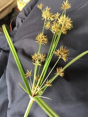 Cyperus longus
