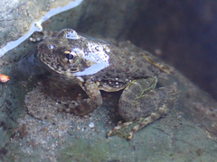 Rana boylii